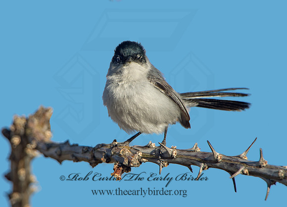 Polioptila melanaria  BLACK-TAILED GNATCATCHER 9056345