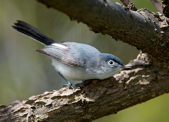 Polioptila caerulea  BLUE-GRAY GNATCATCHER 9037453