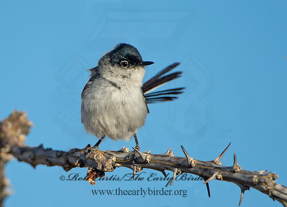 Polioptila melanaria  BLACK-TAILED GNATCATCHER 9056346
