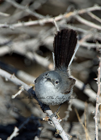 Polioptila melanaria  BLACK-TAILED GNATCATCHER 9056358