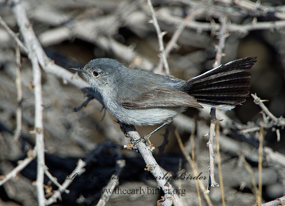 Polioptila melanaria  BLACK-TAILED GNATCATCHER 9056360