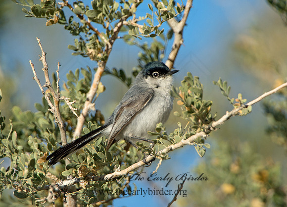 Polioptila melanaria  BLACK-TAILED GNATCATCHER 9056354