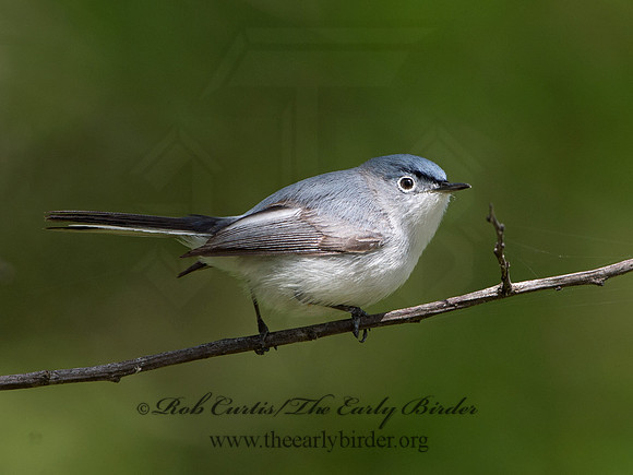 Polioptila caerulea  BLUE-GRAY GNATCATCHER 9037480