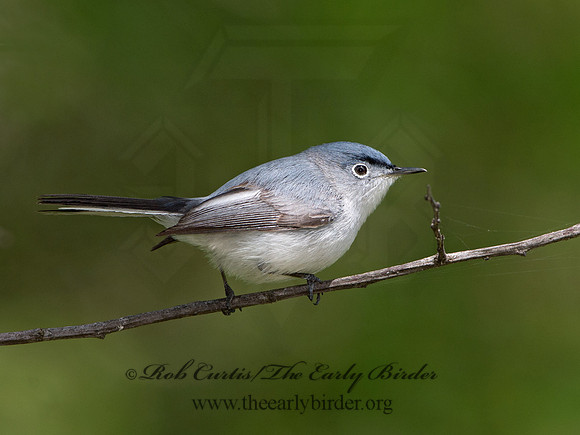 Polioptila caerulea  BLUE-GRAY GNATCATCHER 9037479