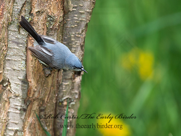 Polioptila caerulea  BLUE-GRAY GNATCATCHER 9037471
