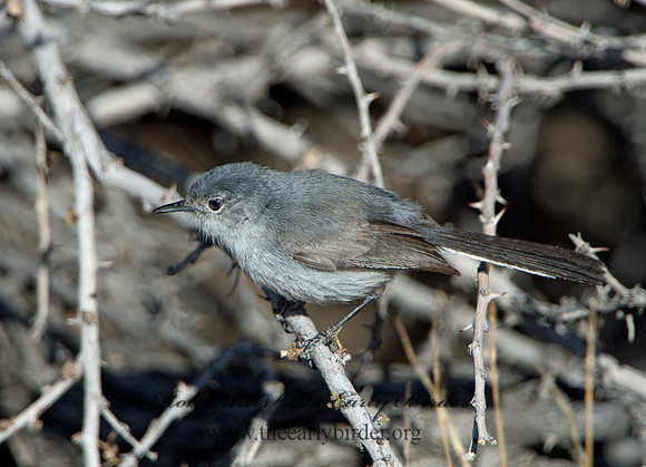 Polioptila melanaria  BLACK-TAILED GNATCATCHER 9056363