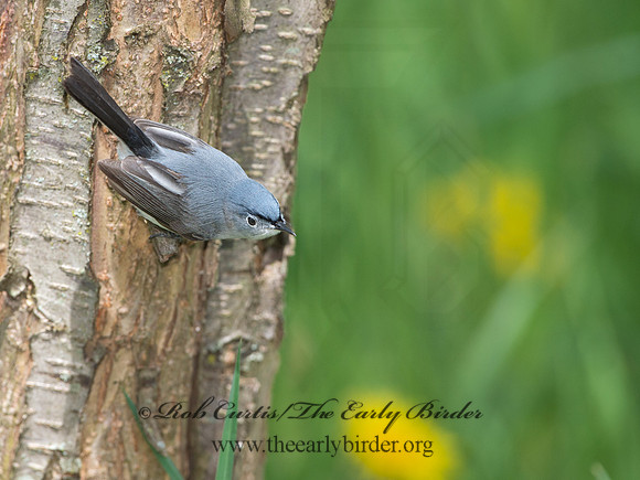 Polioptila caerulea  BLUE-GRAY GNATCATCHER 9037472