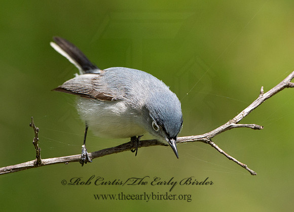 Polioptila caerulea  BLUE-GRAY GNATCATCHER 9037484