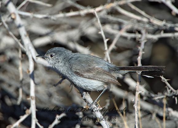 Polioptila melanaria  BLACK-TAILED GNATCATCHER 9056365