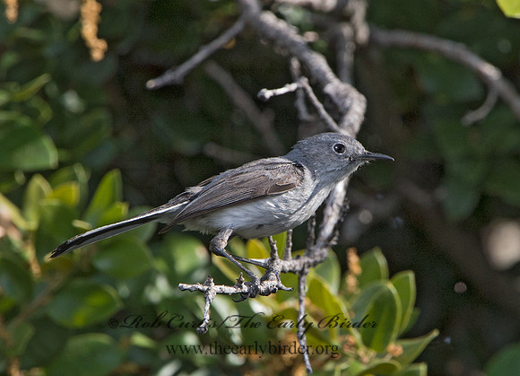 Polioptila melanaria  BLACK-TAILED GNATCATCHER 9059004