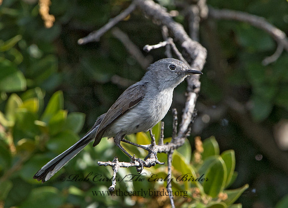 Polioptila melanaria  BLACK-TAILED GNATCATCHER 9059007