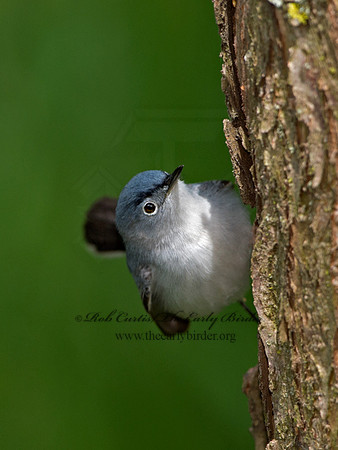 Polioptila caerulea  BLUE-GRAY GNATCATCHER 9037493