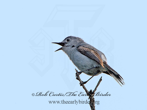 Polioptila melanaria  BLACK-TAILED GNATCATCHER 9059014