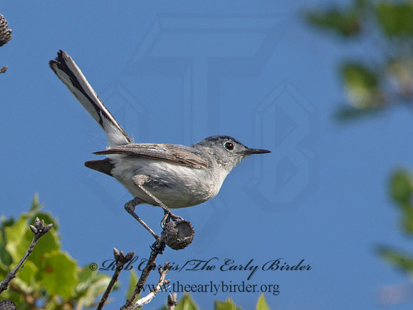 Polioptila melanaria  BLACK-TAILED GNATCATCHER 9059013