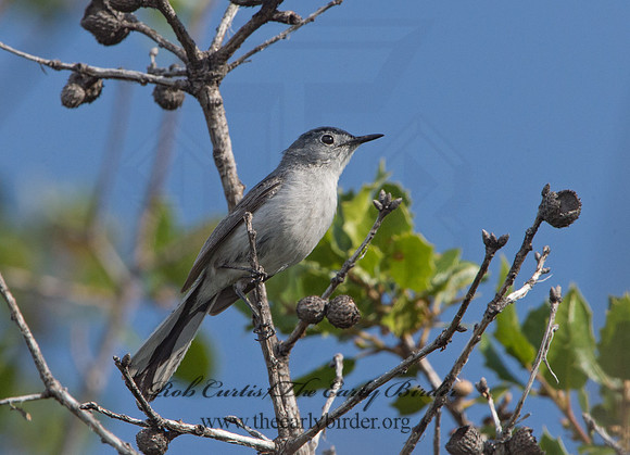 Polioptila melanaria  BLACK-TAILED GNATCATCHER 9059011
