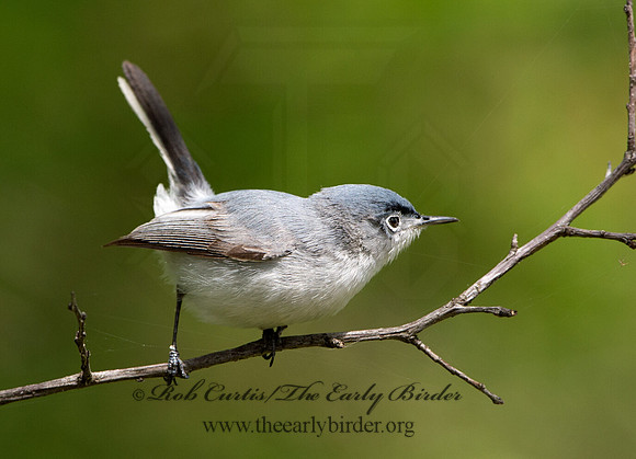 Polioptila caerulea  BLUE-GRAY GNATCATCHER 9037486