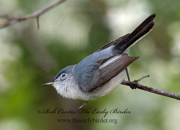 Polioptila caerulea  BLUE-GRAY GNATCATCHER 9037492