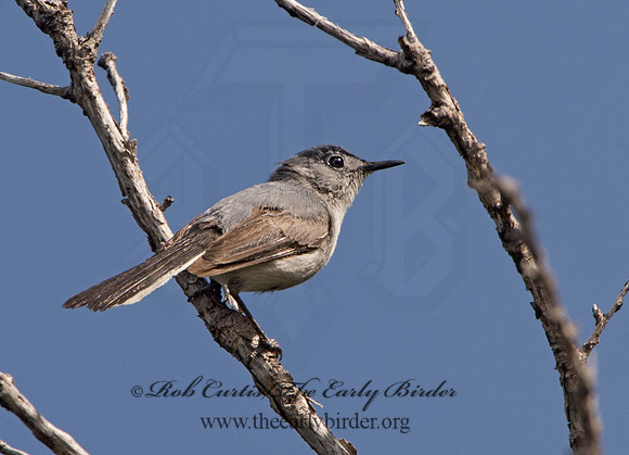 Polioptila melanaria  BLACK-TAILED GNATCATCHER 9059019