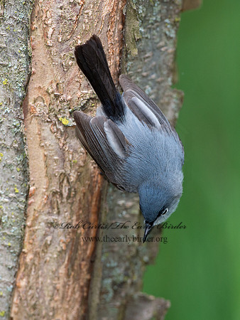 Polioptila caerulea  BLUE-GRAY GNATCATCHER 9037494
