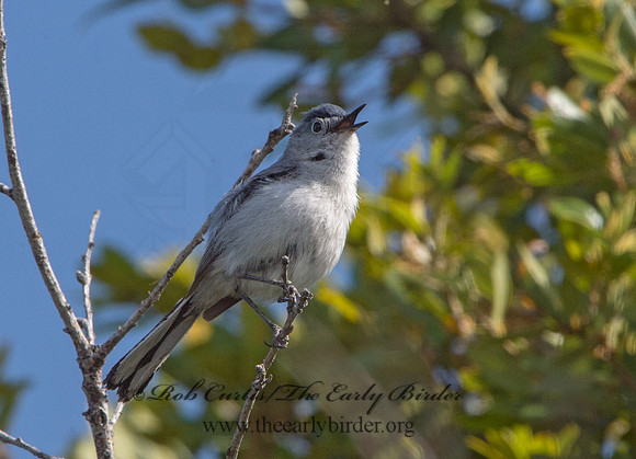 Polioptila melanaria  BLACK-TAILED GNATCATCHER 9059023