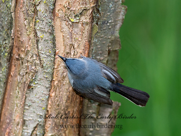 Polioptila caerulea  BLUE-GRAY GNATCATCHER 9037496
