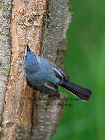 Polioptila caerulea  BLUE-GRAY GNATCATCHER 9037497