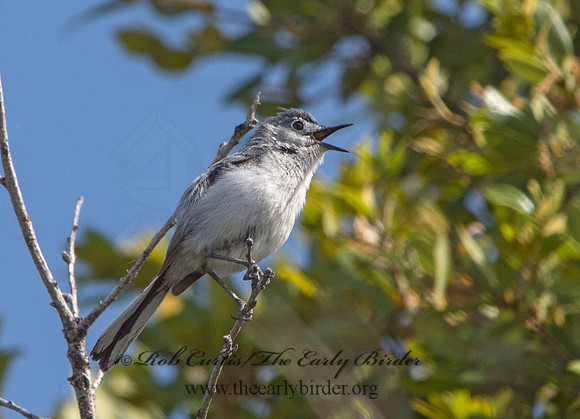 Polioptila melanaria  BLACK-TAILED GNATCATCHER 9059024