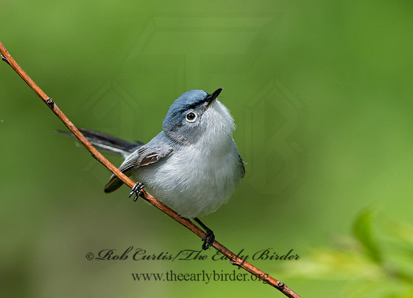 Polioptila caerulea  BLUE-GRAY GNATCATCHER 9037500