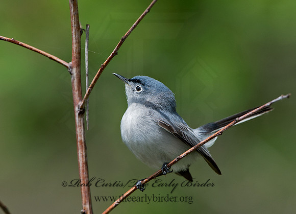 Polioptila caerulea  BLUE-GRAY GNATCATCHER 9037504