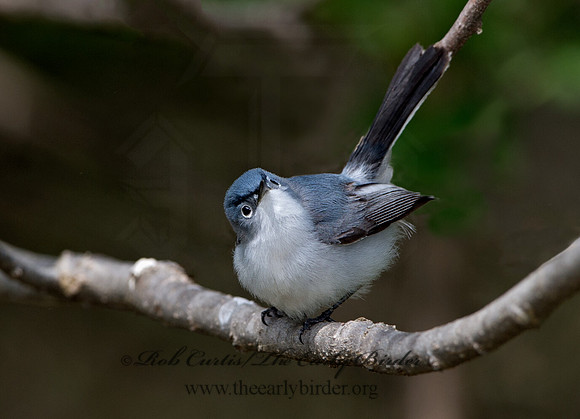 Polioptila caerulea  BLUE-GRAY GNATCATCHER 9037505