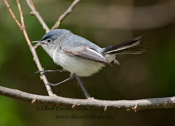 Polioptila caerulea  BLUE-GRAY GNATCATCHER 9037508