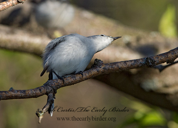 Polioptila caerulea  BLUE-GRAY GNATCATCHER 9044339