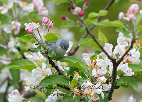 Polioptila caerulea  BLUE-GRAY GNATCATCHER 9044472