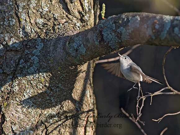Polioptila caerulea  BLUE-GRAY GNATCATCHER 9044327