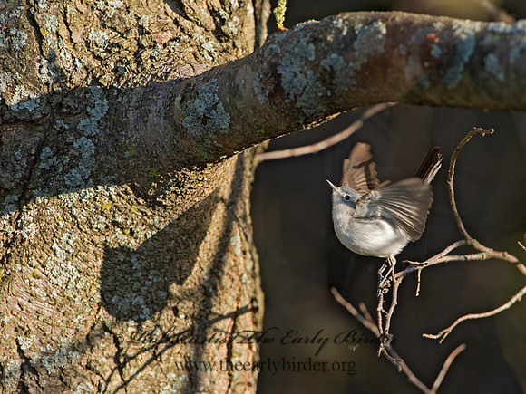 Polioptila caerulea  BLUE-GRAY GNATCATCHER 9044328