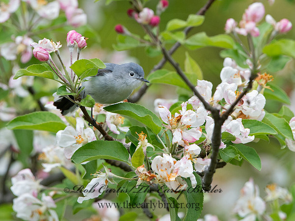 Polioptila caerulea  BLUE-GRAY GNATCATCHER 9044473