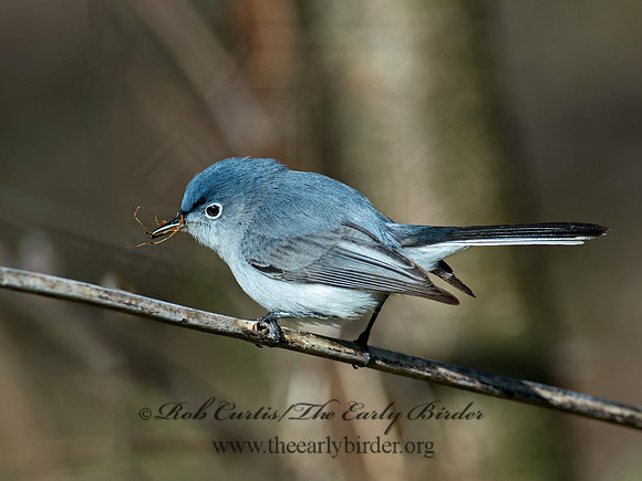 Polioptila caerulea  BLUE-GRAY GNATCATCHER 9063019