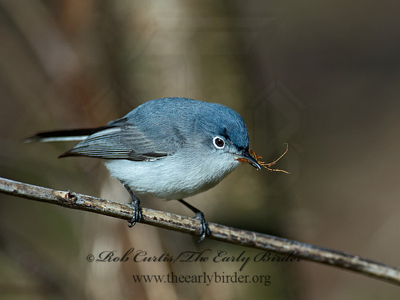 Polioptila caerulea  BLUE-GRAY GNATCATCHER 9063021