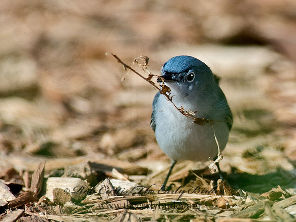 Polioptila caerulea  BLUE-GRAY GNATCATCHER 9063057