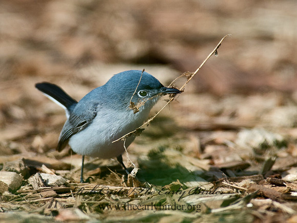Polioptila caerulea  BLUE-GRAY GNATCATCHER 9063058
