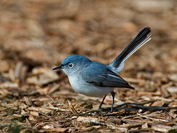 Polioptila caerulea  BLUE-GRAY GNATCATCHER 9063063