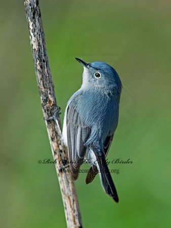 Polioptila caerulea  BLUE-GRAY GNATCATCHER 9063064