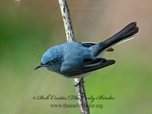 Polioptila caerulea  BLUE-GRAY GNATCATCHER 9063071