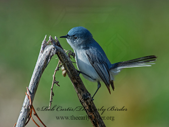 Polioptila caerulea  BLUE-GRAY GNATCATCHER 9063073