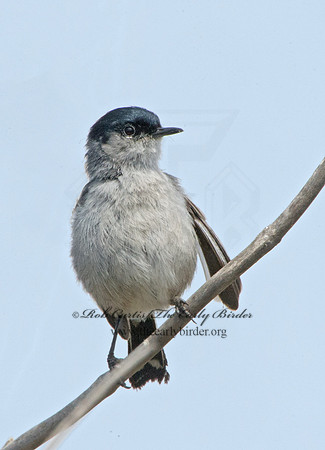 Polioptila californica  CALIFORNIA GNATCATCHER 9057373