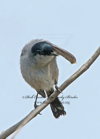 Polioptila californica  CALIFORNIA GNATCATCHER 9057371