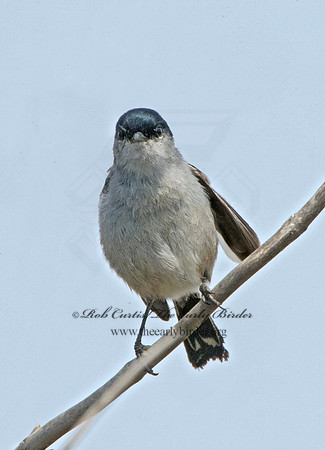 Polioptila californica  CALIFORNIA GNATCATCHER 9057372
