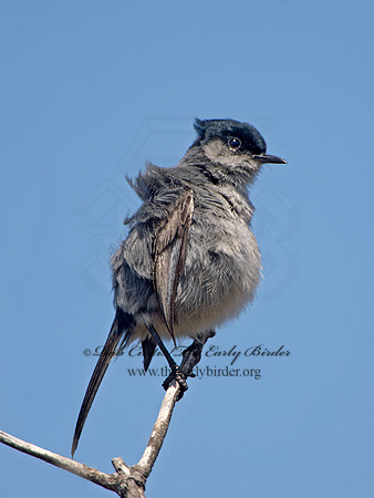 Polioptila californica  CALIFORNIA GNATCATCHER 9057390
