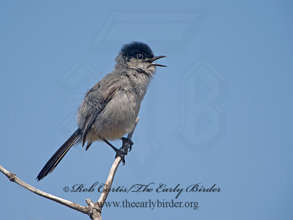 Polioptila californica  CALIFORNIA GNATCATCHER 9057394