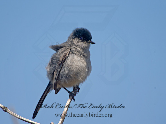 Polioptila californica  CALIFORNIA GNATCATCHER 9057396